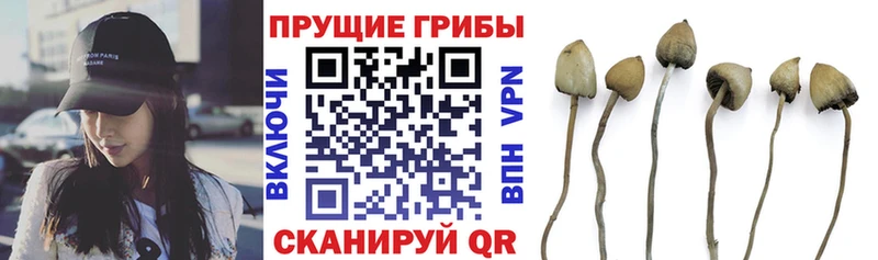 магазин наркотиков Ухта Галлюциногенные грибы Psilocybine cubensis